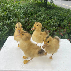 YICKYUE 1Pcs Taxidermy stuffing Eurasian DucklingTeaching / Decoration