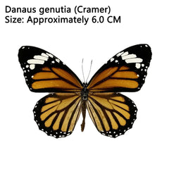 YICKYUE 12Pcs Natural Unmounted Butterfly Specimen Artwork Material Decor popularization of science education