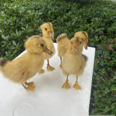 YICKYUE 1Pcs Taxidermy stuffing Eurasian DucklingTeaching / Decoration