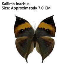 YICKYUE 12Pcs Natural Unmounted Butterfly Specimen Artwork Material Decor popularization of science education