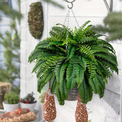 YICKYUE - 2 Packs of Uv-Resistant 42-Inch Artificial Boston Ferns with 38 Leaves - Realistic Fake Ferns Suitable for Home, Office, Garden Decoration, And Gatherings - Fabric Imitation Indoor/Outdoor Greenery.