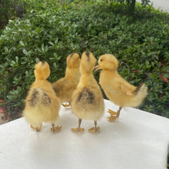 YICKYUE  1Pcs Taxidermy stuffing Eurasian DucklingTeaching / Decoration