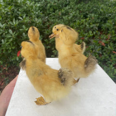 YICKYUE  1Pcs Taxidermy stuffing Eurasian DucklingTeaching / Decoration