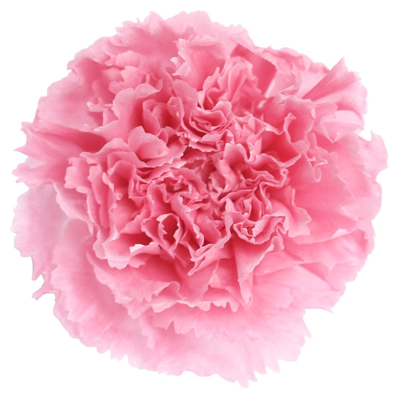 8Pcs 4-5Cm Grade A Eternal Carnation Preserved Flower Head Valentine'S Day Mother'S Day Gift Decoration Holiday Gift Decoration