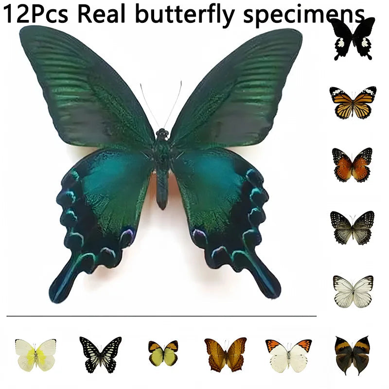 YICKYUE  12Pcs Natural Unmounted Butterfly Specimen Artwork Material Decor popularization of science education