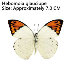 YICKYUE  12Pcs Natural Unmounted Butterfly Specimen Artwork Material Decor popularization of science education