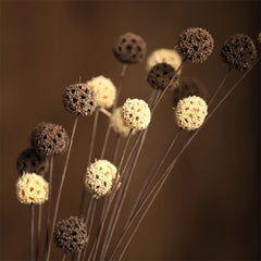 5PCS Natural Dried Flowers Real Passepartout Maple Fruit Dried 55cm Branch Plants DIY Wedding Flower Arrangement Home Decoration